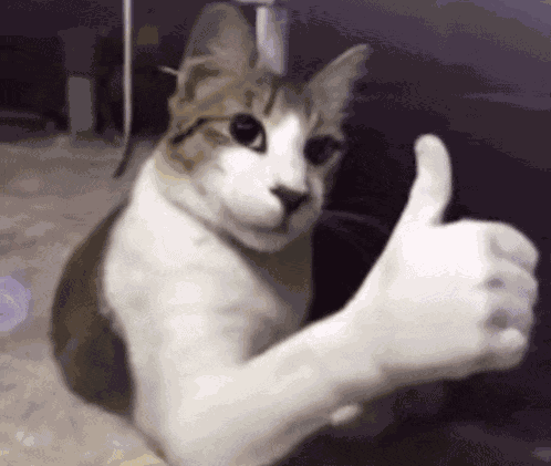 Cat Thumbs Up Meme