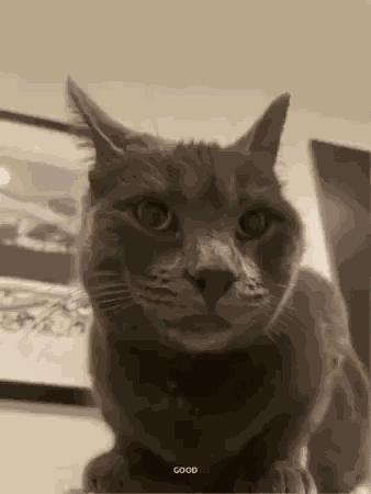 Cat Thumbs Up GIF