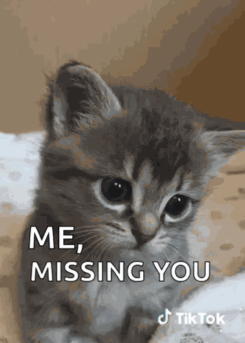 Cat Tiktok GIF