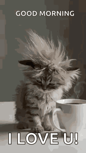 Cat Tired GIF