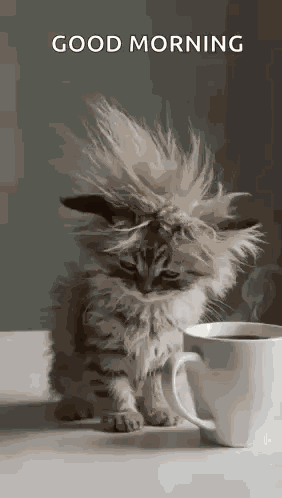 Cat Tired GIF