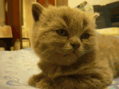 Cat Tired GIF