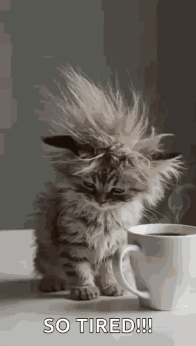 Cat Tired GIF