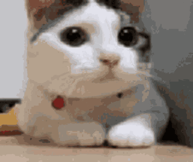 Cat GIF