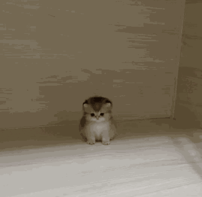 Cat Tomato GIF