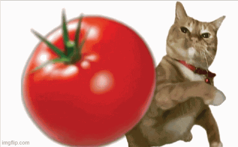 Cat Tomato GIF