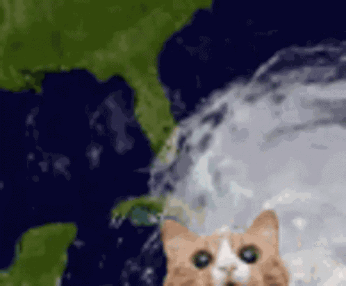 Cat Tornado GIF