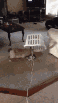 Cat Traps GIF