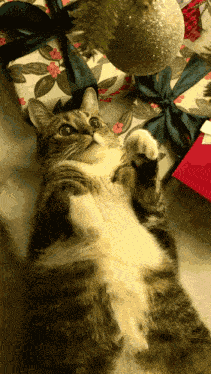 Cat GIF