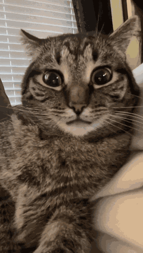 Cat Twitching GIF