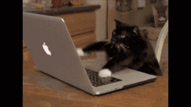 Cat Typing Gif GIF