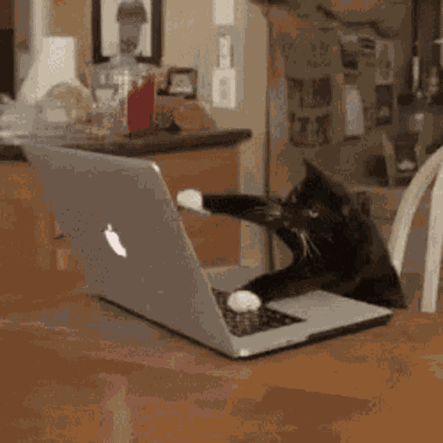Cat Typing GIF