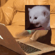 Cat Typing Screaming Cat GIF