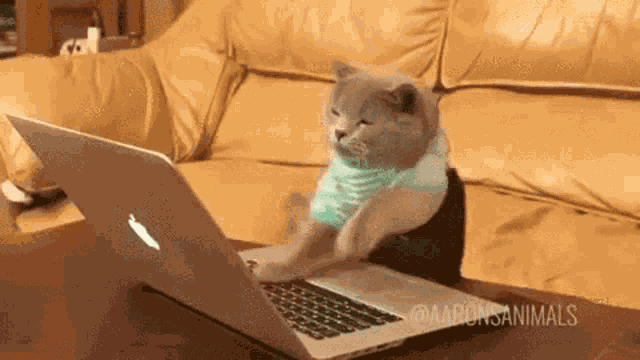 Cat Typing GIF