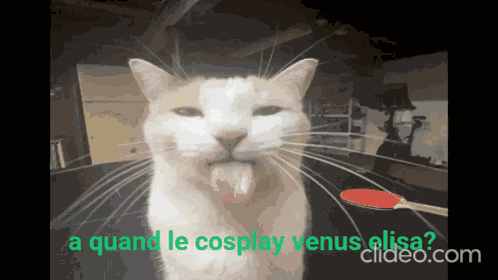Cat GIF