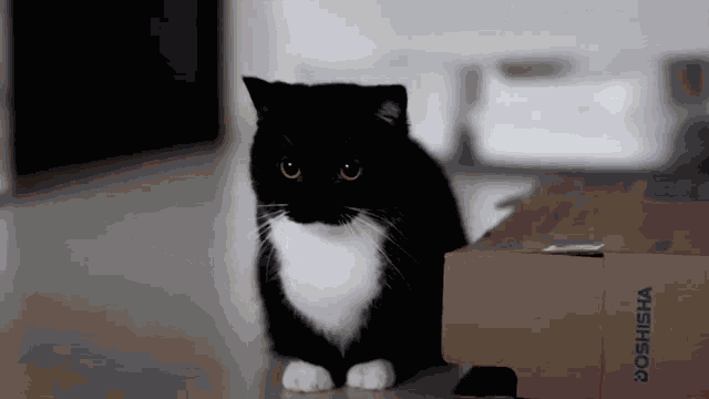 Cat Umi GIF