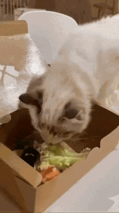 Cat GIF
