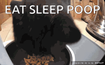 Cat GIF
