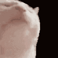 Cat Vibe GIF