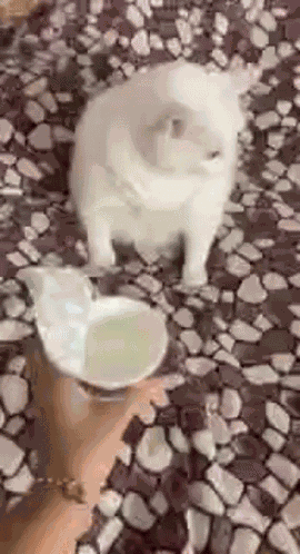 Cat Vomit GIF