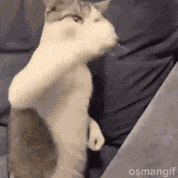 Cat Wah Wahh GIF