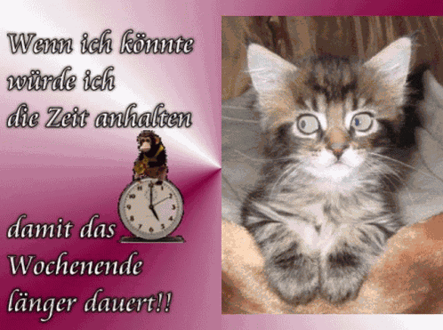 Cat Waiting GIF