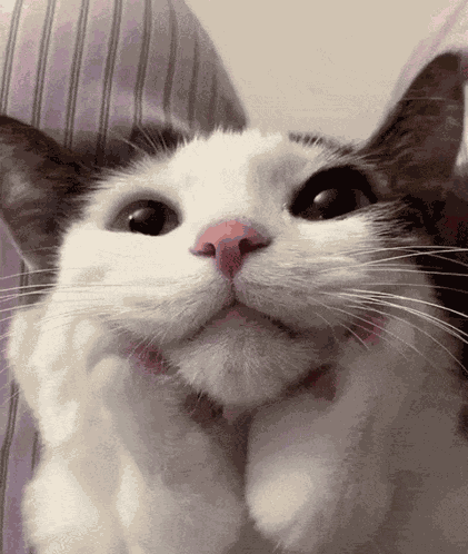 Cat Waiting Kitty Waiting GIF