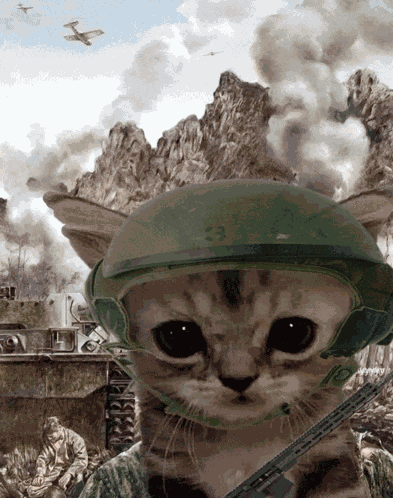 Cat War Meme