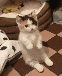 Cat Wave GIF