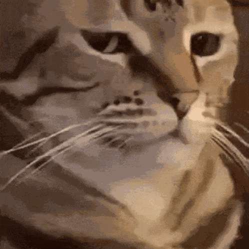 Cat Weird GIF