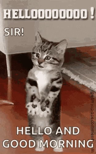 Cat Well GIF