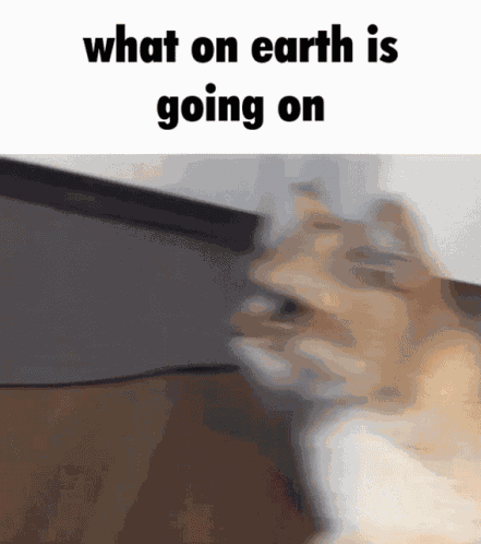 Cat What Is Happening GIF