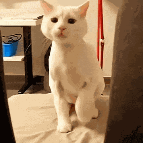 Cat White Cat GIF