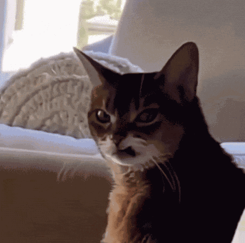 Cat With Wiered And Cute Reactions Rewar GIF