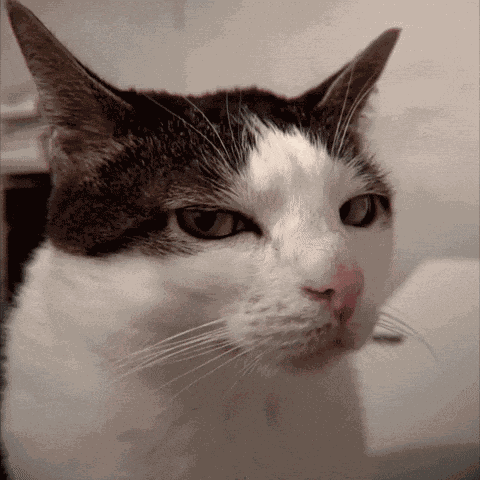 Cat With Wiered And Cute Reactions Suspectful Cat GIF