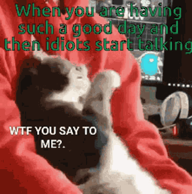 Cat Wtf You Say GIF