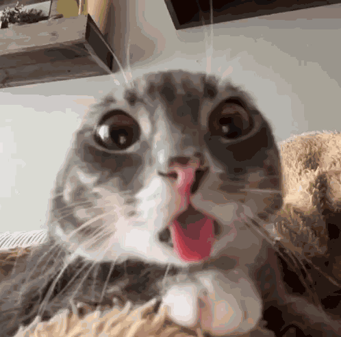 Cat GIF