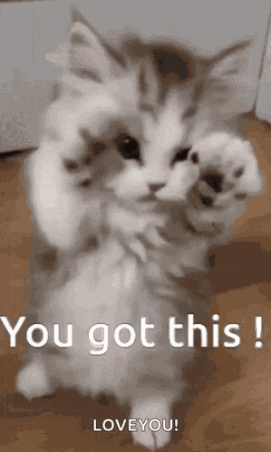 Cat Yougotthis GIF
