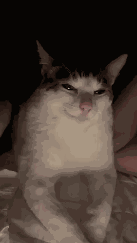 Cat GIF