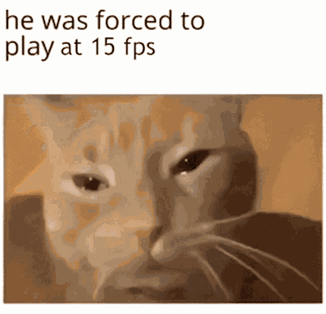 Cat15fps GIF
