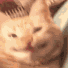 Catcheesin GIF