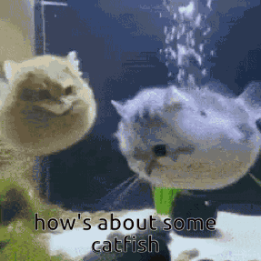 Catfish GIF