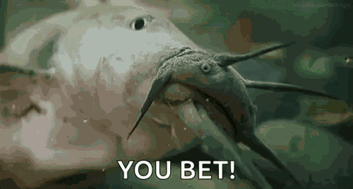 Catfish Catfisha GIF