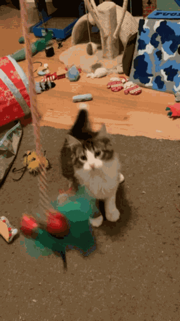 Catjump Kittenjump GIF