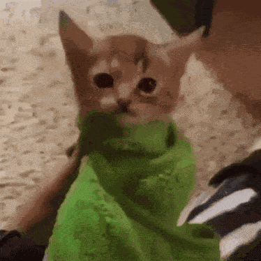 Catpoof GIF
