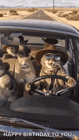 Cats Car GIF