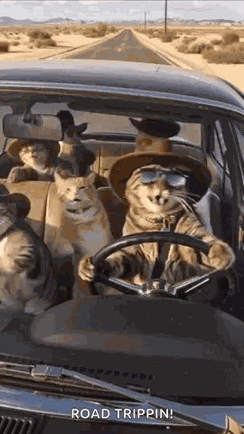 Cats Car GIF