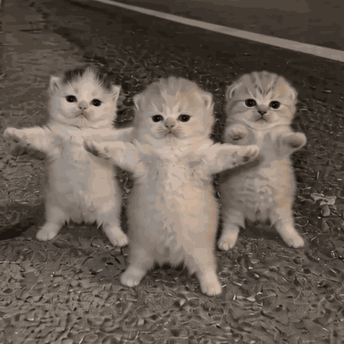 Cats Cats Dancing GIF