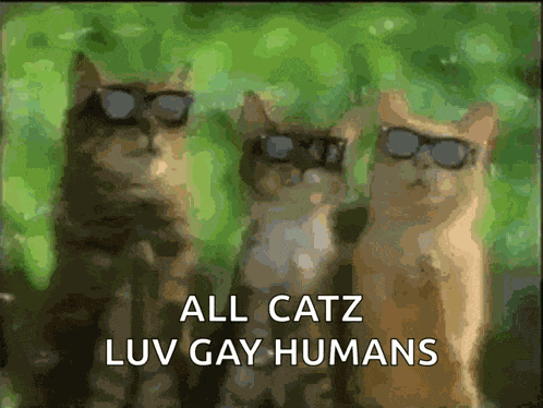 Cats Catz GIF