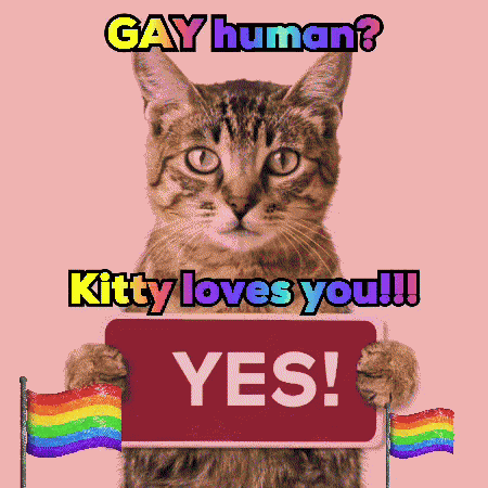 Cats Cute Animals GIF